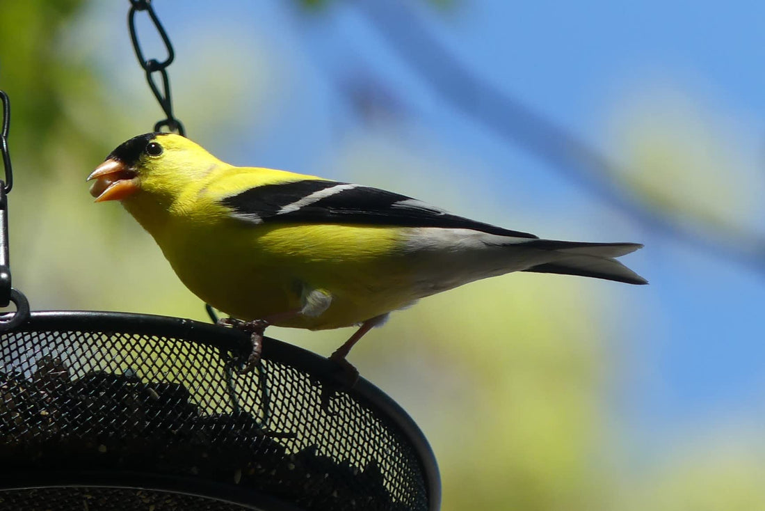 Beautiful birds pictures share